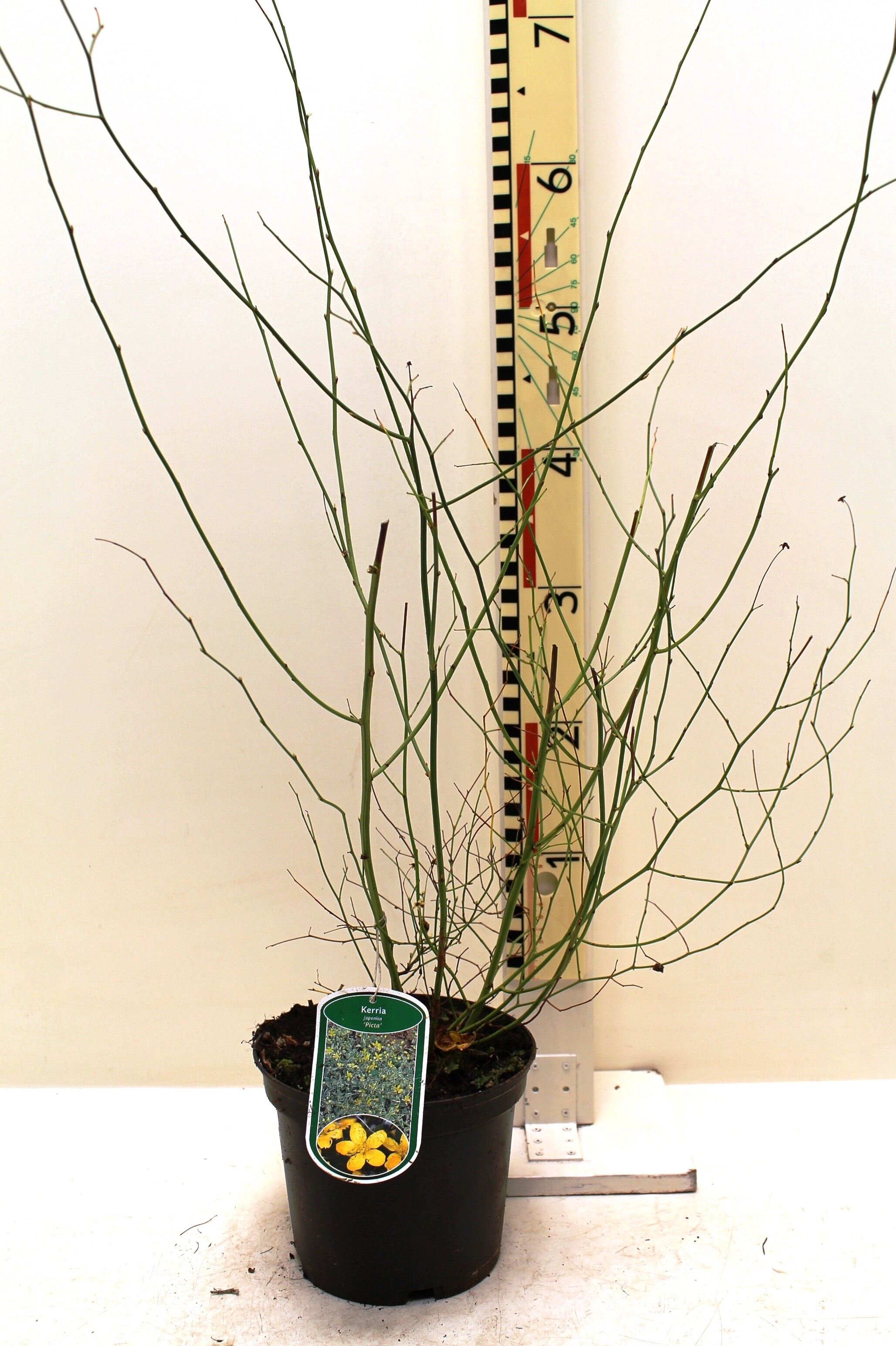 Kerria japonica 'Picta' c3